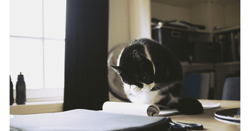 w800_kb-cat-writing.png